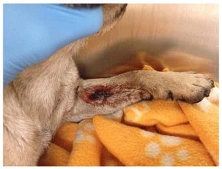 Extensive, ulcerative, partially necrotic lesion over the medial antebrachium on a pug with CRGV