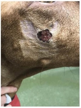 Well-demarcated, circular, ulcerative lesion on the face of a Hungarian vizsla with CRGV