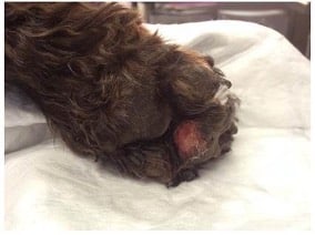 Well-demarcated, erosive lesion on the digital pad of a crossbreed dog with CRGV Well-demarcated, erosive lesion on the digital pad of a crossbreed dog with CRGV