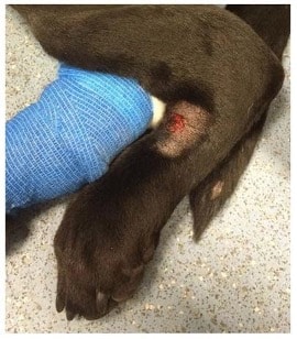 Well-demarcated, ulcerative lesion distal to the left tarsus on a Labrador retriever with CRGV Well-demarcated, ulcerative lesion distal to the left tarsus on a Labrador retriever with CRGV
