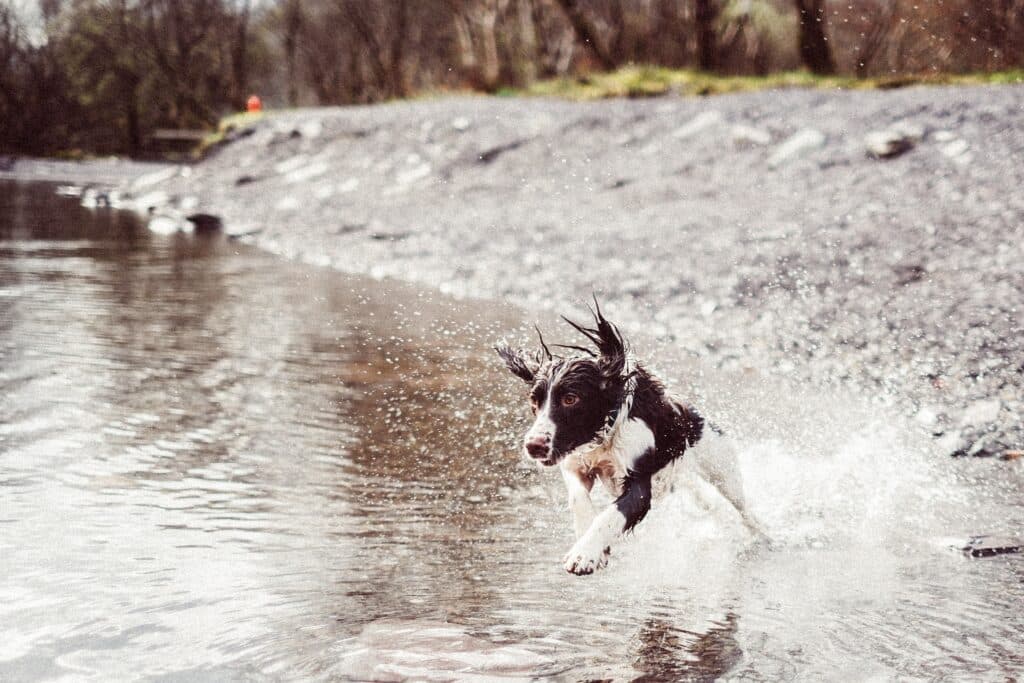If your dog likes to run around muddy or wooded areas keep an eye out for Alabama rot symptoms