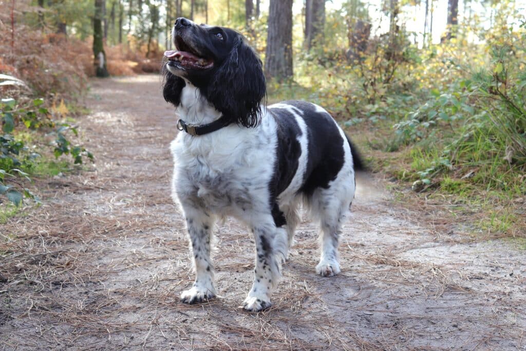 Debunking Common Myths & Misconceptions Around Alabama Rot